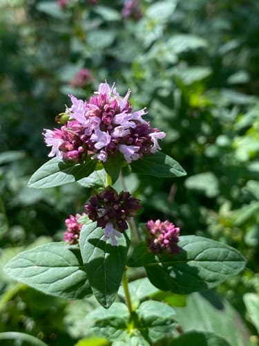 Wild Marjoram (Origanum vulgare)