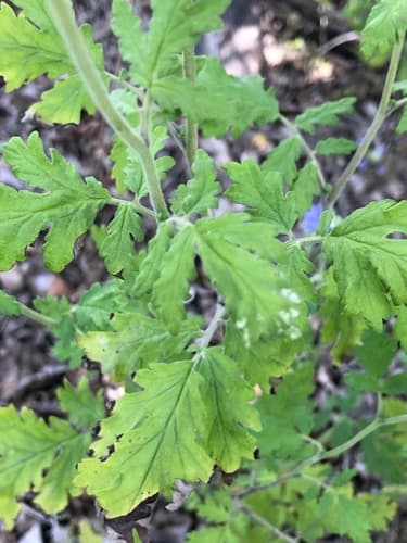 Blue Curls (Phacelia congesta)