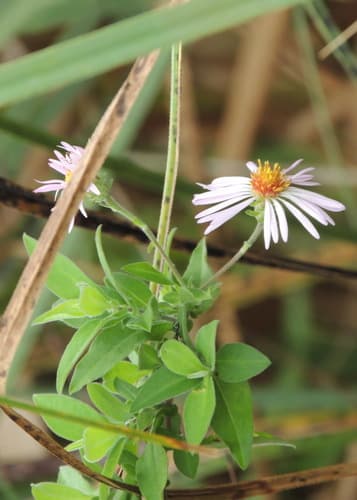 Climbing Aster (Ampelaster carolinianus)