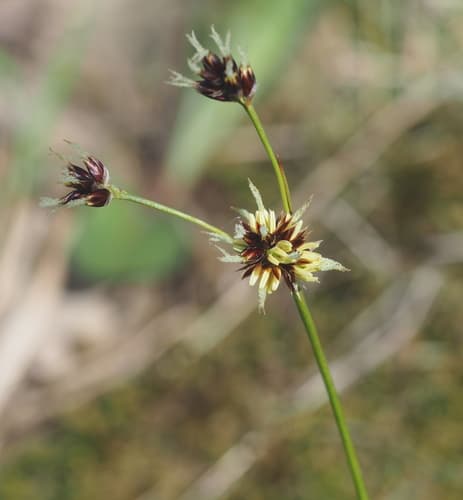 Field Wood-rush (Luzula campestris)