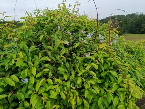 Plumbago (Plumbago auriculata)