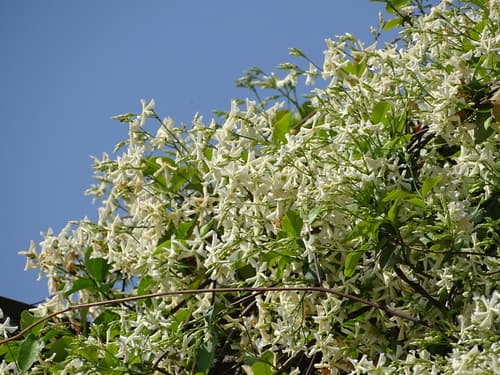 Chinese star-jessamine (Trachelospermum jasminoides)