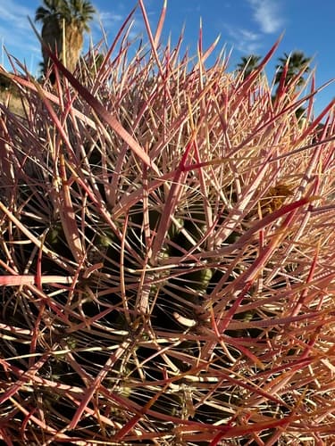 Le conte barrel cactus (Ferocactus cylindraceus)