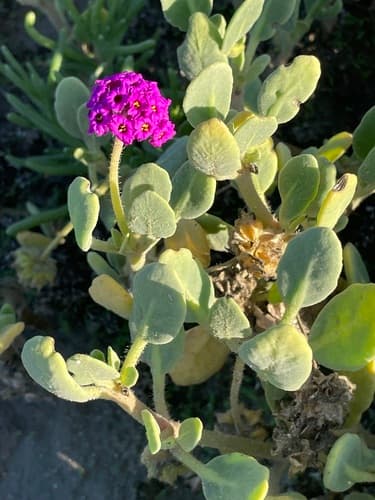Red sand verbena (Abronia maritima)