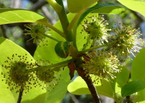 Ogeechee tupelo (Nyssa ogeche)