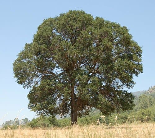 Blue Oak (Quercus douglasii)