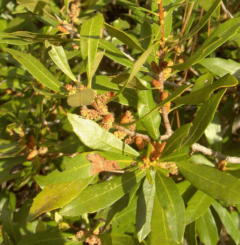 Wax Myrtle (Morella cerifera)