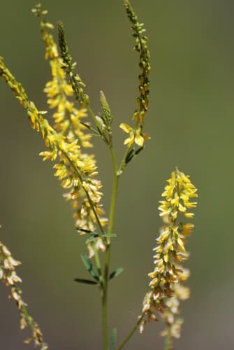 Yellow Sweetclover (Melilotus officinalis)
