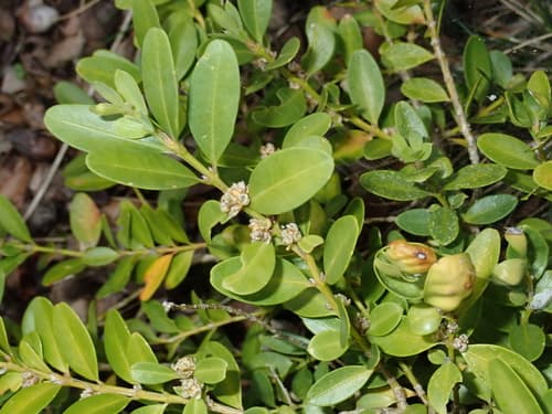 Common Boxwood (Buxus sempervirens)