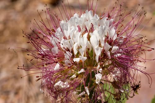 Clammyweed (Polanisia dodecandra)