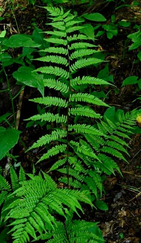 Asplenium Ladyfern (Athyrium asplenioides)