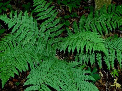 Evergreen Wood Fern (Dryopteris intermedia)