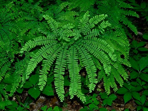 Northern Maidenhair (Adiantum pedatum)