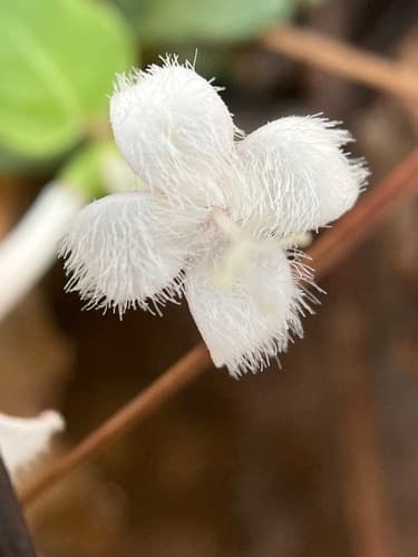 Squawvine (Mitchella repens)