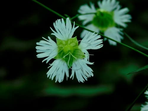Whorled catchfly (Silene stellata)