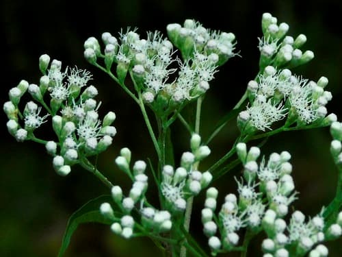 Fall Boneset (Eupatorium serotinum)