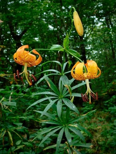 American Turk's-cap Lily (Lilium superbum)