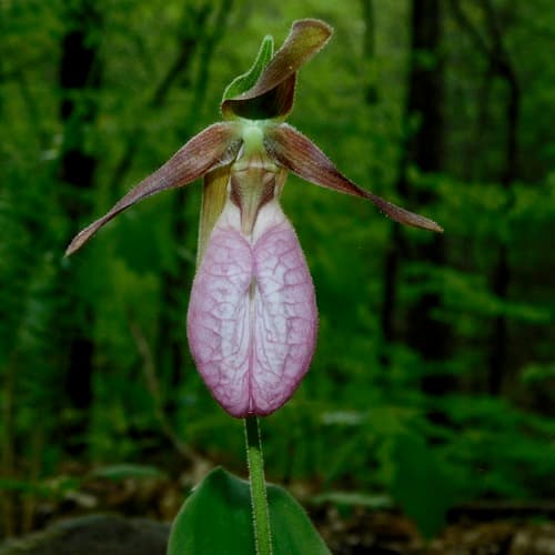 Pink Lady's-slipper (Cypripedium acaule)