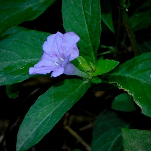 Carolina Wild Petunia (Ruellia caroliniensis)