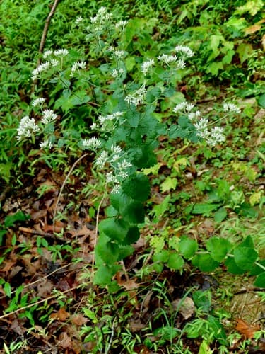 Roundleaf Thoroughwort (Eupatorium rotundifolium)