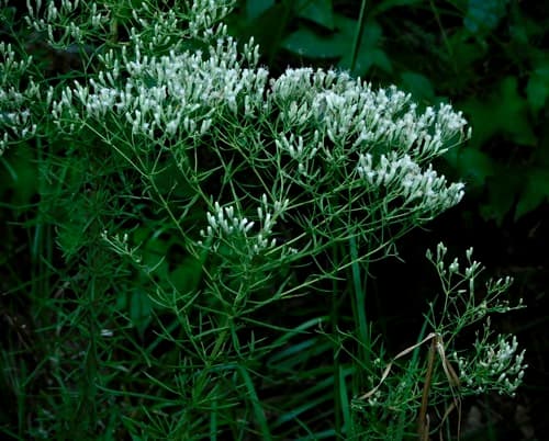 Hyssopleaf Boneset (Eupatorium hyssopifolium)
