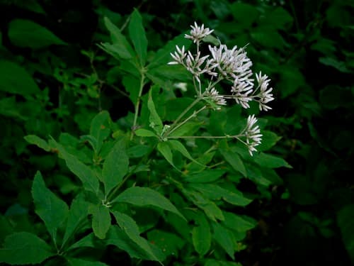 Gravelroot (Eutrochium purpureum)