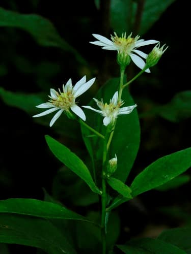 Umbellate Aster (Doellingeria umbellata)