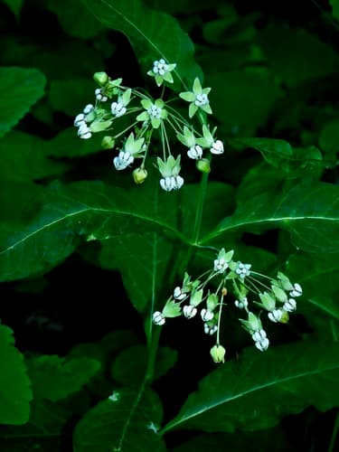 Poke Milkweed (Asclepias exaltata)