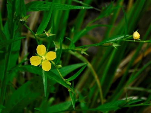 Winged Water-primrose (Ludwigia decurrens)