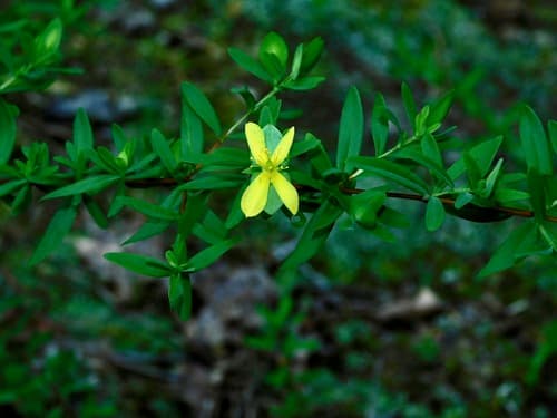 St. Andrew's-cross (Hypericum hypericoides)