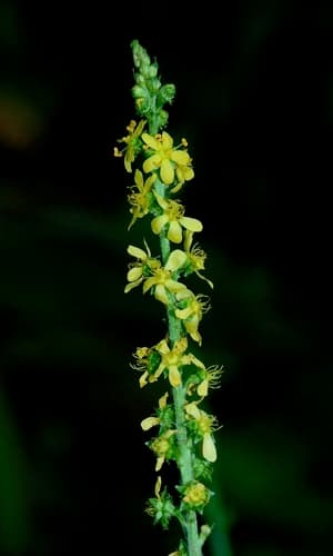 Harvestlice (Agrimonia parviflora)