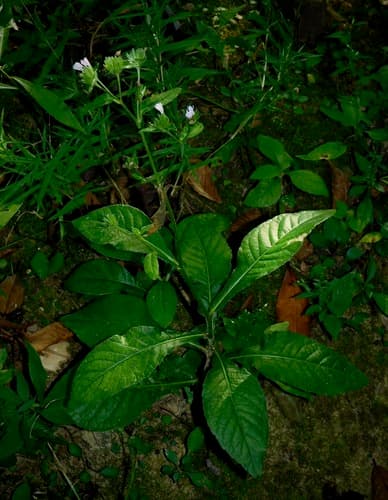 Carolina Elephantsfoot (Elephantopus carolinianus)