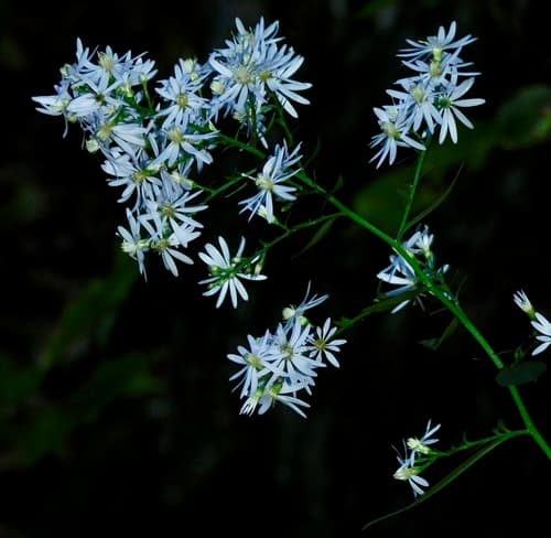 Heartleaf Or Common Blue Wood Aster (Symphyotrichum cordifolium)