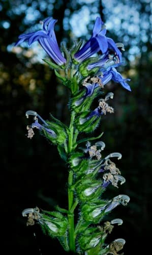 Blue Lobelia (Lobelia siphilitica)