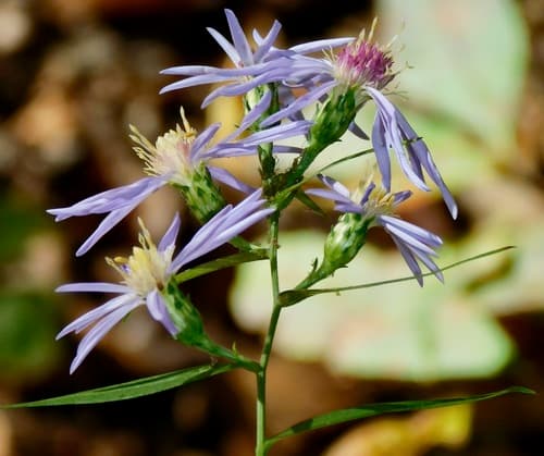 Azure Aster (Symphyotrichum oolentangiense)