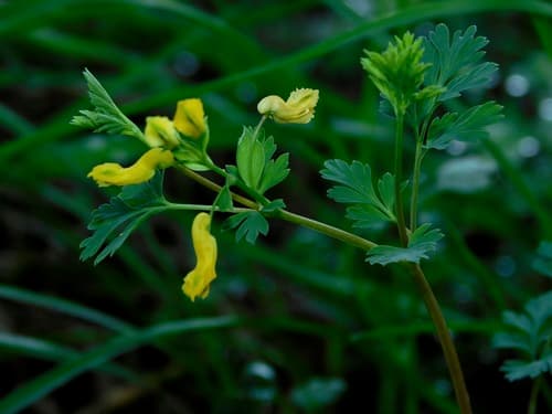 Yellow Harlequin (Corydalis flavula)