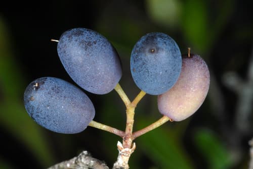 Florida privet (Forestiera segregata)
