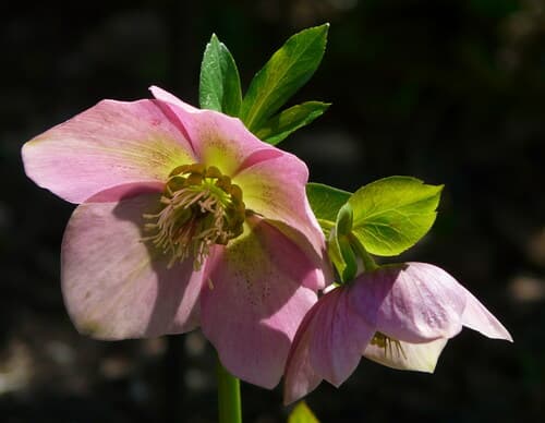 Lenten-rose (Helleborus orientalis)