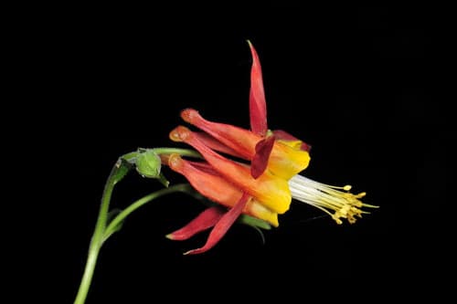 Western Columbine (Aquilegia formosa)