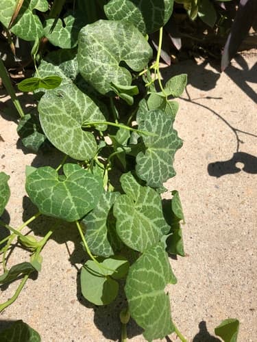 White veined hardy dutchman's pipe (Aristolochia fimbriata)