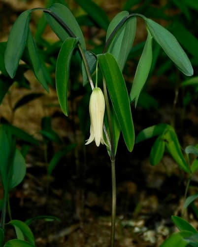 Sessile-leaf bellwort (Uvularia sessilifolia)