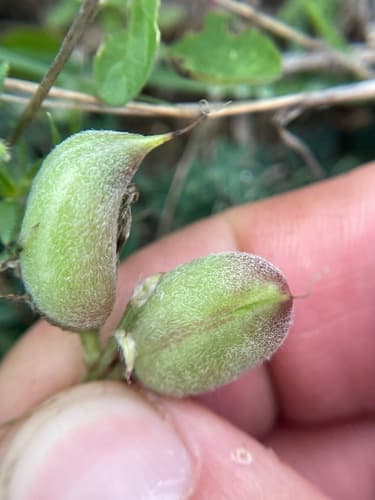 Great Plains milkvetch (Astragalus plattensis)