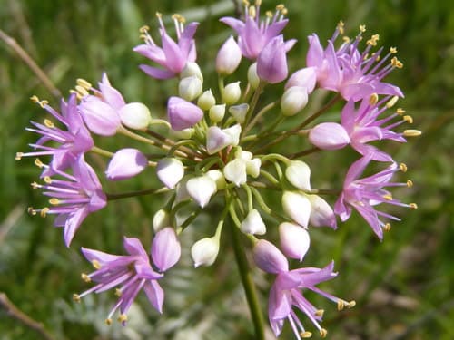 Prairie Onion (Allium stellatum)