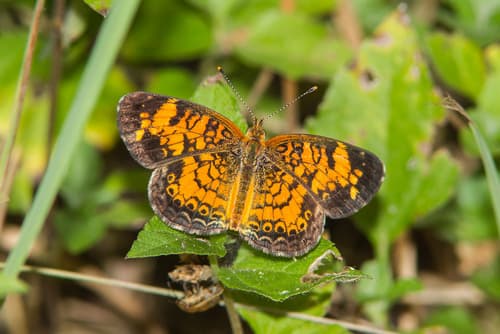 Pearl Crescent (Phyciodes tharos)