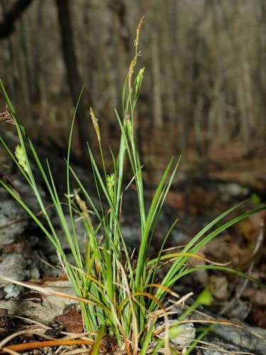 Eastern Few-fruit Sedge (Carex oligocarpa)