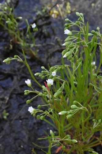 Narrow-leaf Montia (Montia linearis)