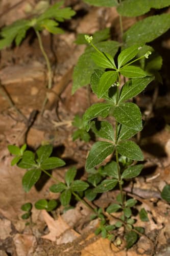Forest Bedstraw (Galium circaezans)