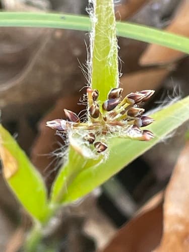 Hairy Woodrush (Luzula acuminata)