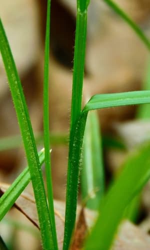 Sharpscale Sedge (Carex oxylepis)