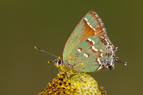 Juniper Hairstreak (Callophrys gryneus)
